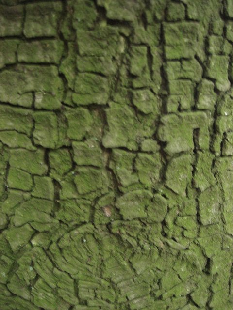 Quercus ilex ecorce